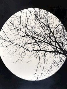 圆窗框景下的光秃树枝