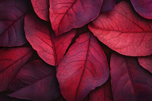 深红叶片纹理特写