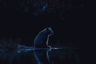 夜中孤熊临水静立