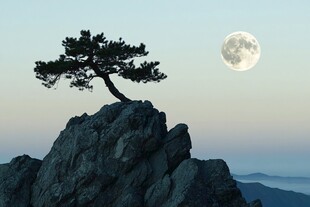 孤松伴月于山巅