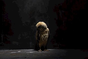 孤独猫头鹰立于黑暗之中