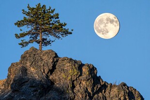 孤松伴月于山巅