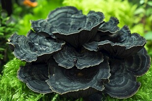 野生黑灵芝 姿态独特