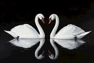 天鹅交颈 爱意满溢