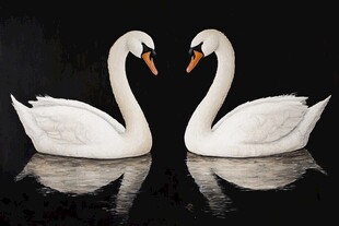 天鹅优雅共舞于静谧水面