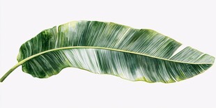 热带风情香蕉叶特写