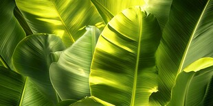 翠绿芭蕉叶的自然之美