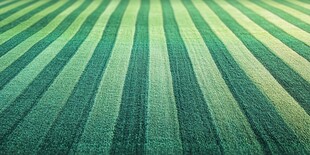 翠绿条纹草坪景观