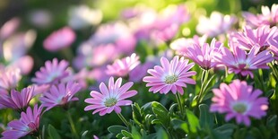 阳光下的粉色雏菊绽放