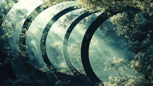 梦幻森林中的光影圆环