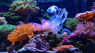 梦幻海底珊瑚水母景观