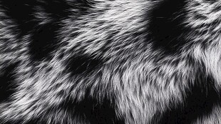 黑白动物毛皮纹理特写