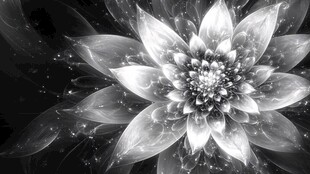 黑白梦幻花朵抽象艺术图
