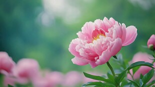 娇艳粉牡丹绽放绿意间