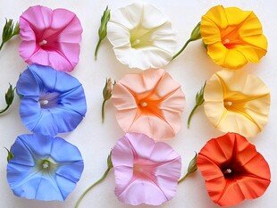 多彩牵牛花绽放的美丽