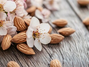 杏仁与绽放的杏花之美