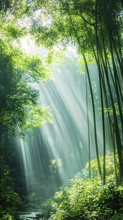 阳光洒落的静谧竹林