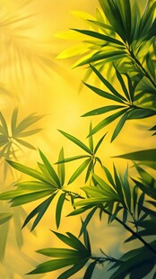 阳光照耀下的翠绿竹叶