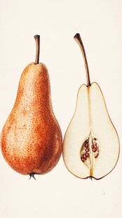 两个红梨 完整与剖开状态