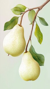 枝头双梨带叶清新图景