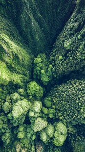 俯瞰葱郁山林绿意盎然