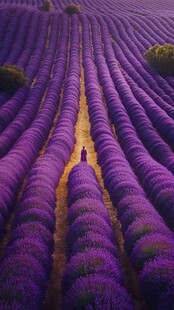 漫步紫色薰衣草花海