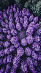 紫色花海鸟瞰图