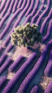 独树傲立薰衣草田之中