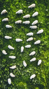 空中俯瞰绿草地羊群