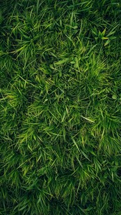 翠绿繁茂的草地景象