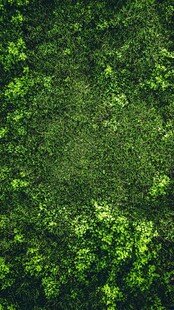 翠绿繁茂的植物背景图
