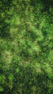 翠绿草地俯视图