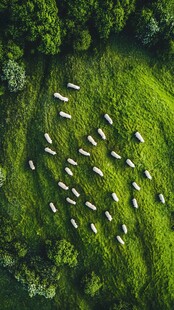 空中俯瞰绿草地羊群