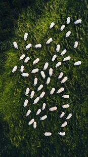 空中俯瞰草原上的羊群