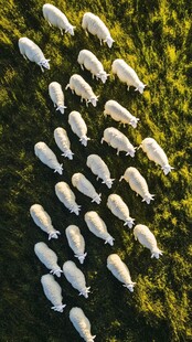 空中俯瞰草原上的羊群