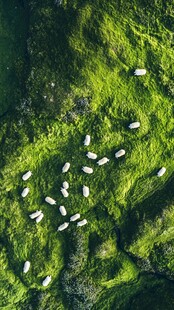 空中俯瞰山坡上的羊群