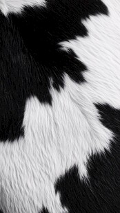 黑白奶牛毛发纹理特写