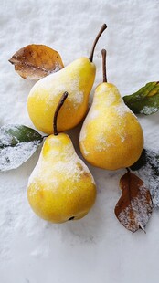 雪中黄梨与落叶的静谧画面