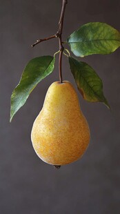 挂枝黄梨 绿叶相伴