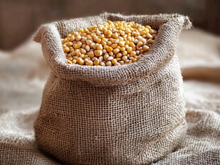 麻袋中的饱满黄玉米粒