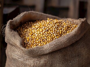 麻袋中的金黄玉米粒