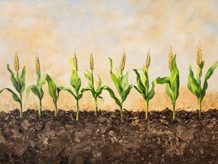 玉米幼苗茁壮生长图景