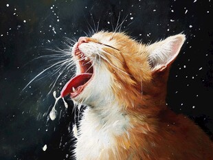 橘猫打哈欠瞬间