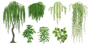 垂枝绿植集合图