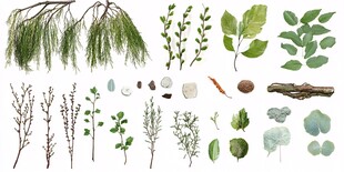 多样植物素材集合展示