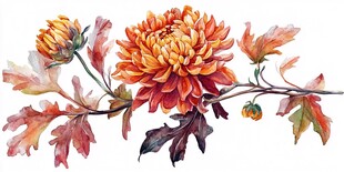 秋日菊花枝叶水彩画