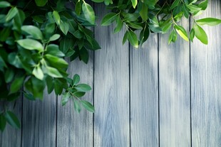 绿叶衬木 清新自然景象