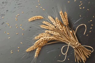 金黄麦穗束 自然质朴之美