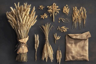 麦穗组合展示 质朴自然风