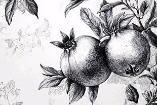 黑白石榴手绘插画